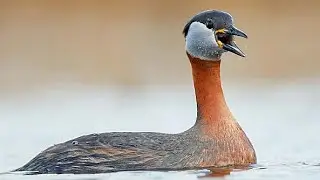 Red necked grebe (Podiceps grisegena) male in breeding plumage calling his mate