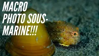 [MACRO Photo] plonger dans le Saint-Laurent à la recherche des créatures minuscules