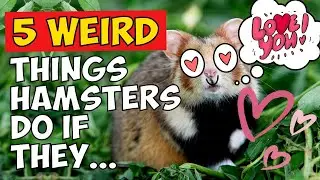 5 странных вещей, которые делают хомяки, когда любят вас