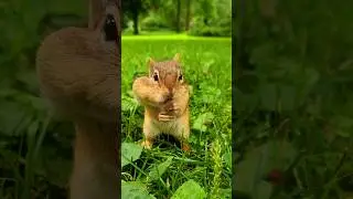 Most Adorable Chipmunk Stuffing Peanuts