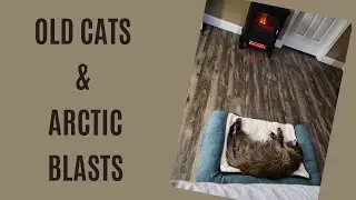 How to Keep an Old Cat Warm During an Arctic Blast
