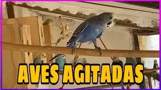 AGITA&Ccedil;&Atilde;O N&Atilde;O PARA DENTRO DO VIVEIRO. 
