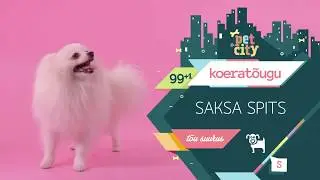 Saksa spits | PetCity 100 koerat&otilde;ugu