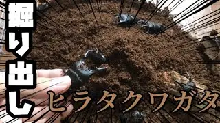 特大ヒラタ連発❗ヒラタクワガタを掘り出しました！