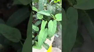 আব্বার শখের বাগানের কি আবস্তা