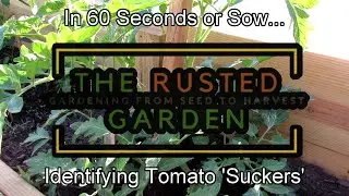 In 60 Seconds or Sow: How to Identify Tomato 'Suckers' & Why or Why Not You Would Remove Them