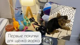 Первые покупки для щенка йорка🐶 Как у нас появился щенок💔