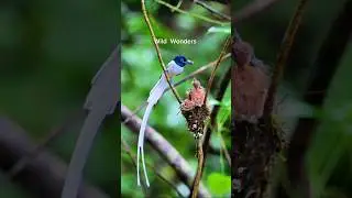 🦜 Heartwarming Bird Family Moments: Adorable Chicks & Parental Love! #birds #nature #colorfulbirds