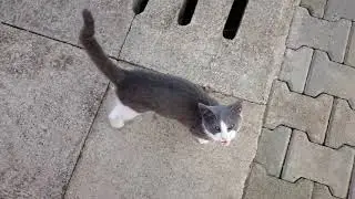 Beautiful gray & white cat