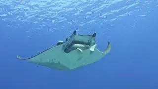 Dancing with a Mobula - Magic beneath the waves