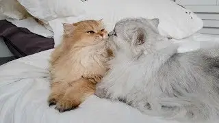 Cats Cleaning Themselves And Each Other - Fluff Everywhere