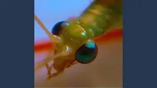 Chrysopidae