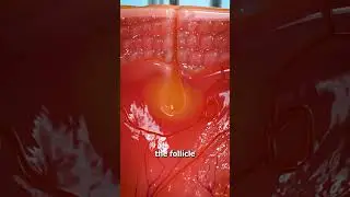 Почему не стоит выщипывать волосы 😨