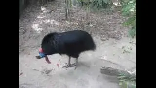 Cassowary's sound