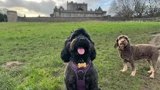 12 Dog Walks of Christmas | Walk 4 | Scotland | #dogs 