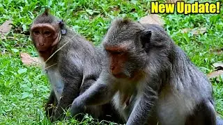 Spoiled Jinx Monkey So Happy Following Mother Waiting To See Her Newborn Male or Female It So Close