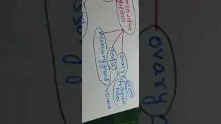 Human physiology mind map