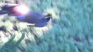 VID00636