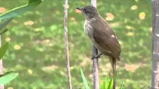 Pycnonotus blanfordi (Phuket)