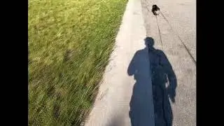 Lady Pea Out For a Walk
