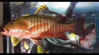 Mangrove Jack New Years Day catch n cook