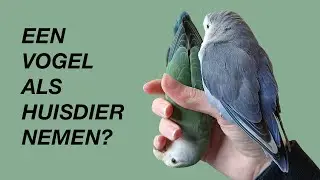 Een Vogel Als Huisdier Nemen Om De Juiste Redenen