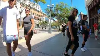 Cash 2.0 Great Dane 47