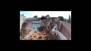 Don't mess with this bird #birdfeeder #birdfeedercam