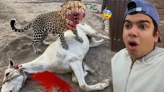 Leopard Ny Hmara Horse Mar Dala 😨 