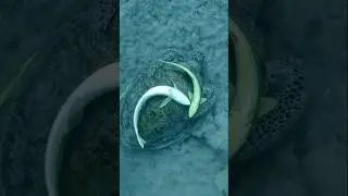 Remora | The Fish That Rides Sharks!