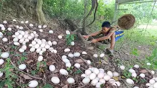 BEST UNIQUE FINDING!  pick a lot of eggs and snails on the tree stump pick a lot Best by hand