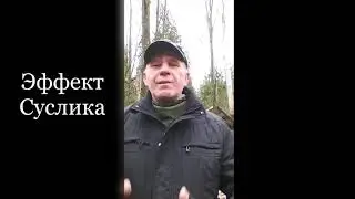 Эффект Суслика