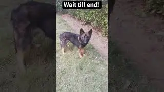 German shepherd puppy #pets #trained#gsds #pets Vlogger