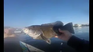 Fishing with Asian Crab for Blackfish New York - Jetty Tautog