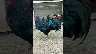 Australorp rooster 🐓 #shorts #trending #viralshorts #youtubeshorts #australorp