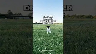NATURAL DEWORMER FOR SHEEP? | Sheep farming for Beginners Tips garlic diatomaceous earth herbal