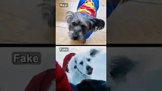 How James Gunn&rsquo;s Dog Inspired Krypto in Superman Legacy