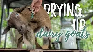 We are DRYING UP the Goats!
