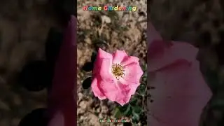Types of Roses