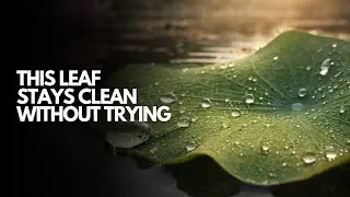 This Leaf Stays Clean Without Trying | The Science of the Lotus Leaf