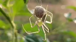 Spider Eggs Hatching - 2 @selyan1980