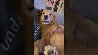 A Dumb Dog