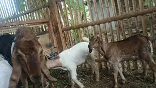 Abdet harga kambing beligon dan Jawa randu