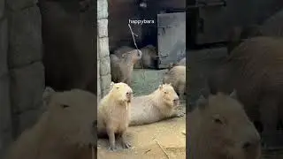 This Chill Capybara Just Unlocked Acrobat Mode&mdash;and It&rsquo;s Hilarious!
