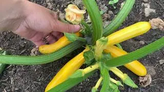 How to prune Courgettes