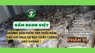NẤM NGON VIỆT - HƯỚNG DẪN KIỂM TRA PHÔI NẤM MỐI ĐEN - PHẦN III