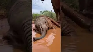 &ldquo;Baby Elephant&rsquo;s First Mud Bath &mdash; Too Cute to Handle!&rdquo;  #wildlifeshorts #wildlife #lion