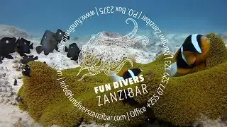 Two Bar Anemonefish