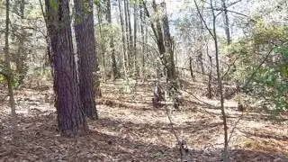 Homes for Sale - SIFLY ROAD ORANGEBURG SC 29118 - Herb Bradley