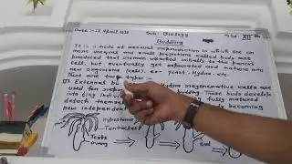 Budding (external budding ) | Biology expert classes std -10th